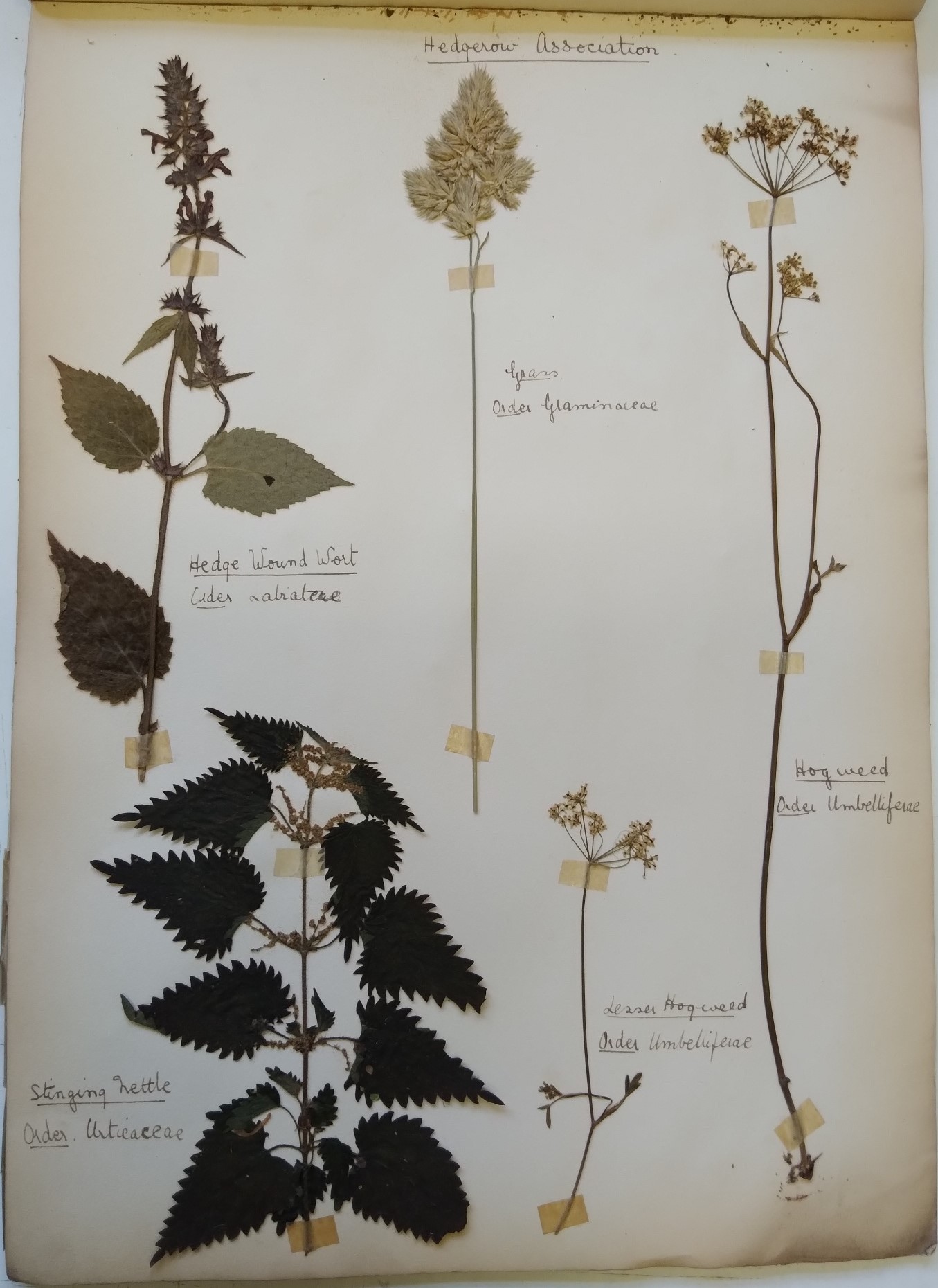 The Mystery of an old Botany Album (Herbarium) New contributions