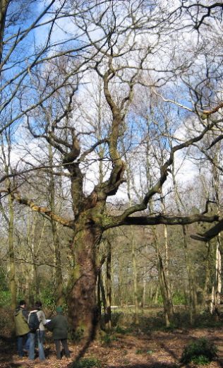 Members of The Friends of Thynghowe record one of the ancient oak trees in Birklands Members of The Friends of Thynghowe record one of the ancient oak trees in Birklands