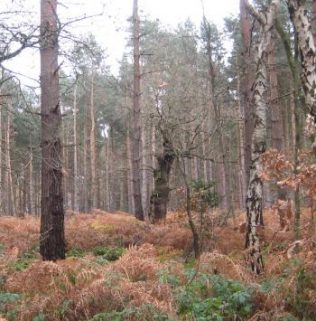 An ancient oak surrounded by conifers near Post G An ancient oak surrounded by conifers near Post G