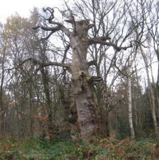In 1816 this tree next to Post H was described as In 1816 this tree next to Post H was described as