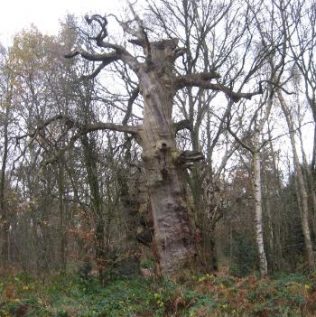 In 1816 this tree next to Post H was described as 