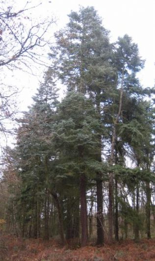 The unusual conifers around Post N The unusual conifers around Post N