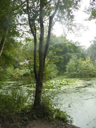 Paper-bark Birch Tree at Spa Ponds | Mark Fretwell